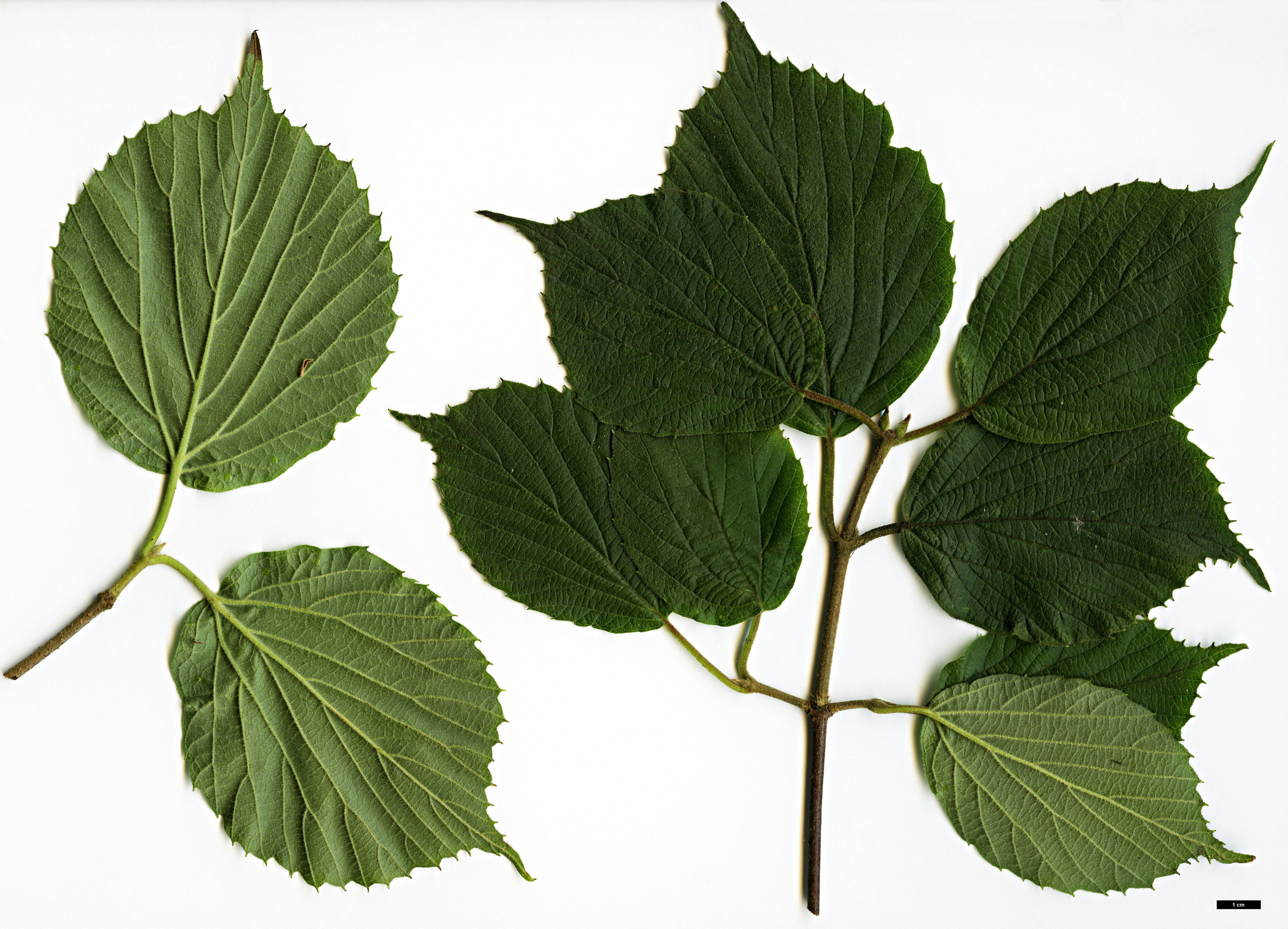 High resolution image: Family: Adoxaceae - Genus: Viburnum - Taxon: fordiae